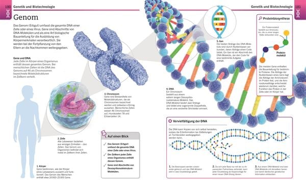 Produktbild: Visuelles Wissen. Biologie
