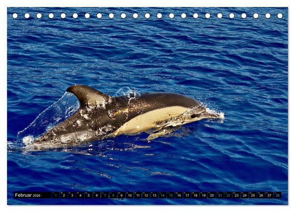Produktbild: Big Five aus dem Ozean Hai, Delphin, Wal, Robbe, Pinguin (Tischkalender 2026 DIN A5 quer), CALVENDO Monatskalender