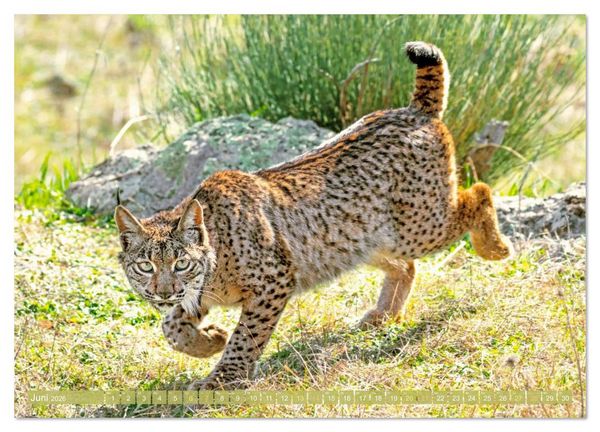 Produktbild: Raubkatzen: Geschmeidige J&auml;ger (hochwertiger Premium Wandkalender 2026 DIN A2 quer), Kunstdruck in Hochglanz