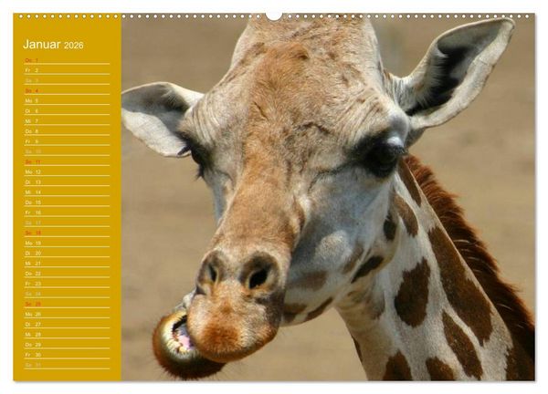 Produktbild: Giraffen / Geburtstagskalender (Wandkalender 2026 DIN A2 quer), CALVENDO Monatskalender