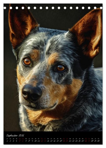 Produktbild: Australian Cattle Dogs (Tischkalender 2026 DIN A5 hoch), CALVENDO Monatskalender