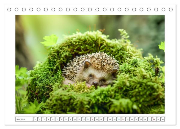 Produktbild: Lustige Igel (Tischkalender 2026 DIN A5 quer), CALVENDO Monatskalender