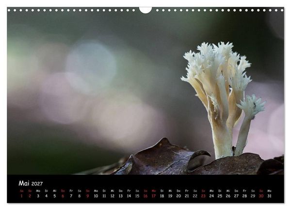 Produktbild: Pilzgalerie (Wandkalender 2027 DIN A3 quer), CALVENDO Monatskalender