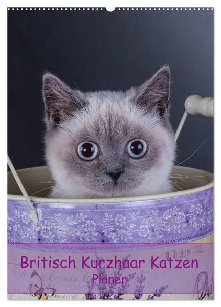 Produktbild: Britisch Kurzhaar Katzen - Planer (Wandkalender 2026 DIN A2 hoch), CALVENDO Monatskalender