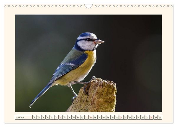 Produktbild: Gefiederte Sch&ouml;nheiten - Die Blaumeise (Wandkalender 2026 DIN A3 quer), CALVENDO Monatskalender