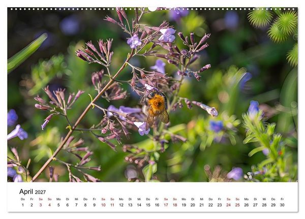 Produktbild: Bunter Nektarrausch - Nektarsammler in leuchtenden Farben (hochwertiger Premium Wandkalender 2027 DIN A2 quer), Kunstdruck in Hochglanz