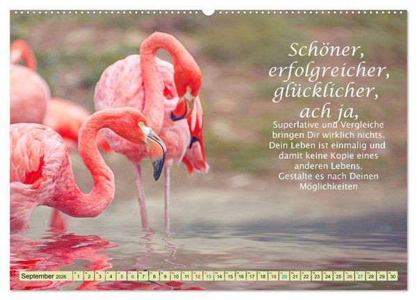 Produktbild: Spruchkalender - schau rein (hochwertiger Premium Wandkalender 2026 DIN A2 quer), Kunstdruck in Hochglanz
