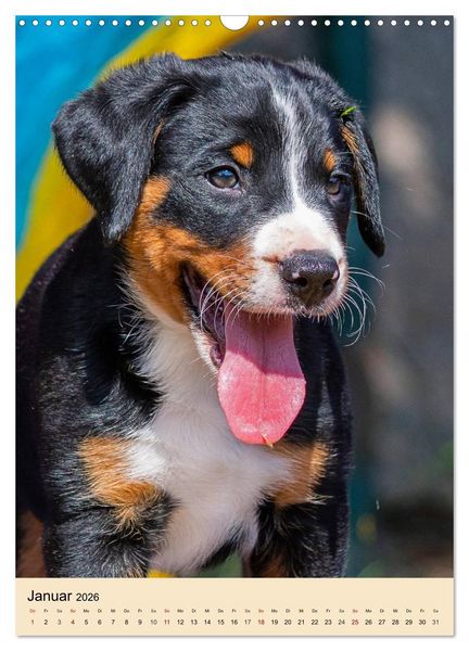 Produktbild: Schweizer Sennenhunde stellen sich vor (Wandkalender 2026 DIN A3 hoch), CALVENDO Monatskalender