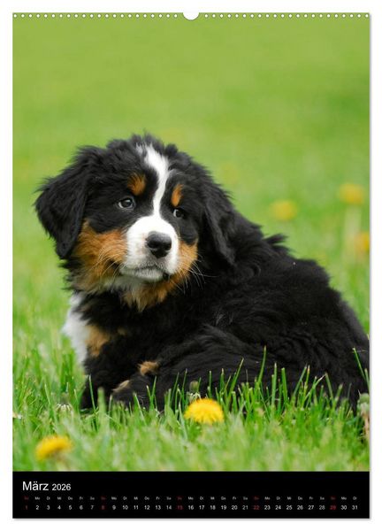 Produktbild: Berner Sennenhund 2026 (hochwertiger Premium Wandkalender 2026 DIN A2 hoch), Kunstdruck in Hochglanz