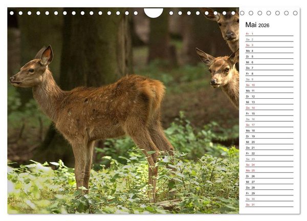 Produktbild: Hirsche (Wandkalender 2026 DIN A4 quer), CALVENDO Monatskalender