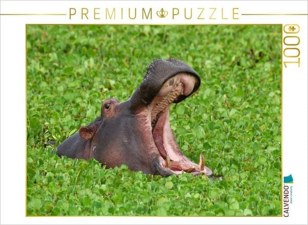 CALVENDO Puzzle Flusspferd, Masai Mara, Kenia. | 1000 Teile Lege-Größe 64x48cm Foto-Puzzle für glückliche Stunden