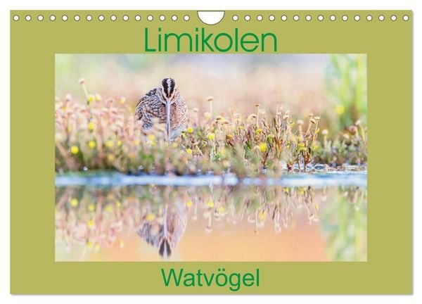 Produktbild: Limikolen - Watv&ouml;gel aus Europa (Wandkalender 2027 DIN A4 quer), CALVENDO Monatskalender