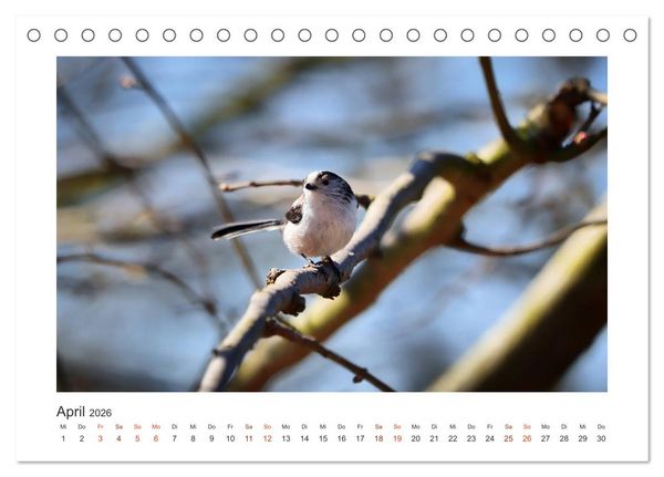 Produktbild: Gefiederte Garteng&auml;ste, Schwanzmeisen (Tischkalender 2026 DIN A5 quer), CALVENDO Monatskalender