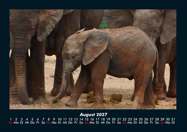 Produktbild: Welt der Tiere 2027 Fotokalender DIN A4