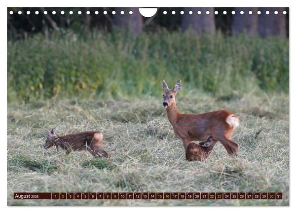 Produktbild: Zauberhafte Wesen - anmutiges Rehwild (Wandkalender 2026 DIN A4 quer), CALVENDO Monatskalender