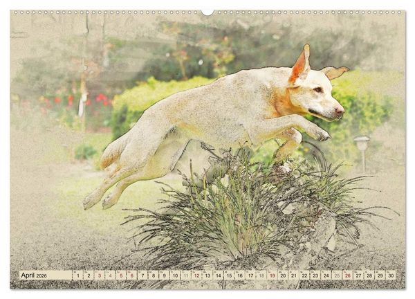 Produktbild: Labrador Retriever 2026 (Wandkalender 2026 DIN A2 quer), CALVENDO Monatskalender