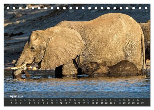 Produktbild: Elefanten (Tischkalender 2027 DIN A5 quer), CALVENDO Monatskalender