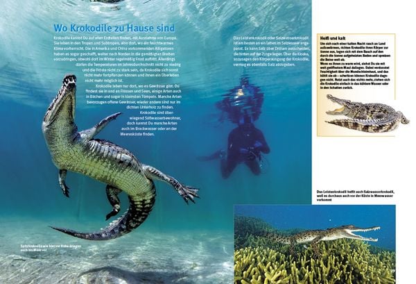Produktbild: Entdecke die Krokodile