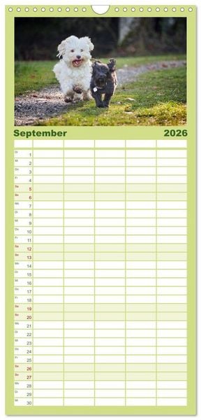 Produktbild: Familienplaner 2026 - Havaneser - Herz aus Gold mit 5 Spalten (Wandkalender, 21 x 45 cm) CALVENDO