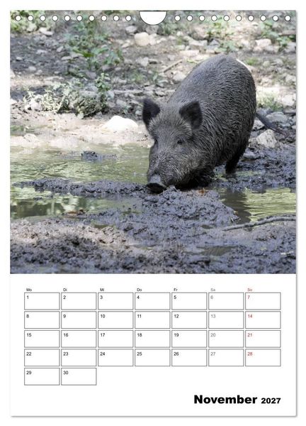 Produktbild: Der wildschweinische Terminplaner (Wandkalender 2027 DIN A4 hoch), CALVENDO Monatskalender