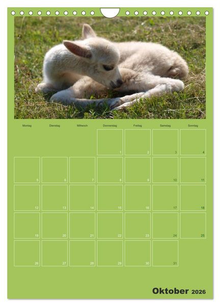 Produktbild: Alpakas zum Verlieben (Wandkalender 2026 DIN A4 hoch), CALVENDO Monatskalender