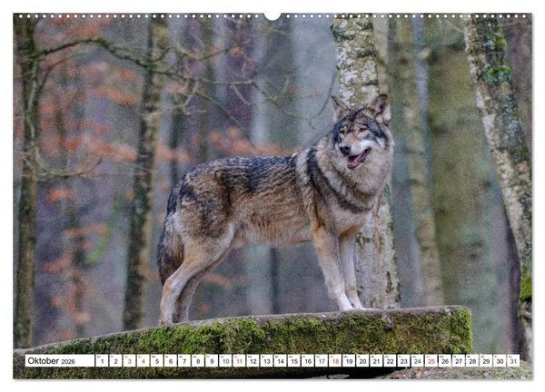 Produktbild: Tierwelt in den Canadian Rockies (hochwertiger Premium Wandkalender 2026 DIN A2 quer), Kunstdruck in Hochglanz