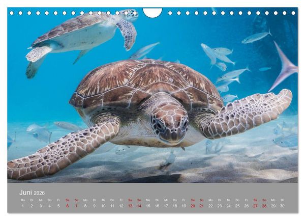 Produktbild: Karibische Meeresschildkr&ouml;ten (Wandkalender 2026 DIN A4 quer), CALVENDO Monatskalender
