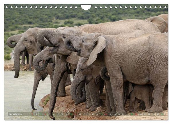 Produktbild: Elefanten in Afrika (Wandkalender 2026 DIN A4 quer), CALVENDO Monatskalender
