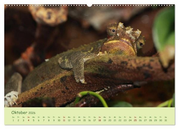 Produktbild: Augenblicke der Cham&auml;leons (hochwertiger Premium Wandkalender 2026 DIN A2 quer), Kunstdruck in Hochglanz