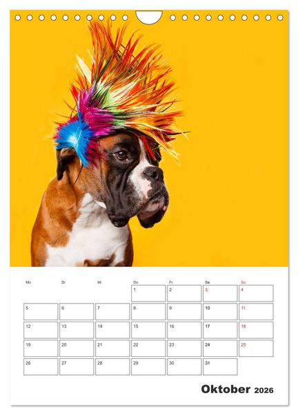 Produktbild: colorful world of boxer 2026 (Wandkalender 2026 DIN A4 hoch), CALVENDO Monatskalender