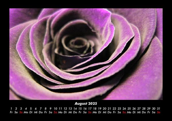 Produktbild: Rosen-Kalender 2025 Fotokalender DIN A3