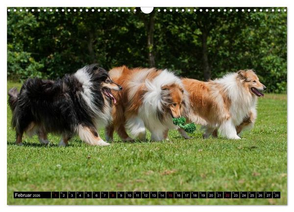 Produktbild: Collie - Mein bester Freund (Wandkalender 2026 DIN A3 quer), CALVENDO Monatskalender
