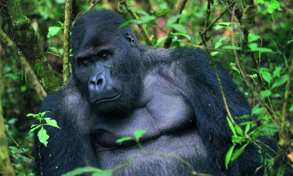 Produktbild: Im Bann der wilden Tiere