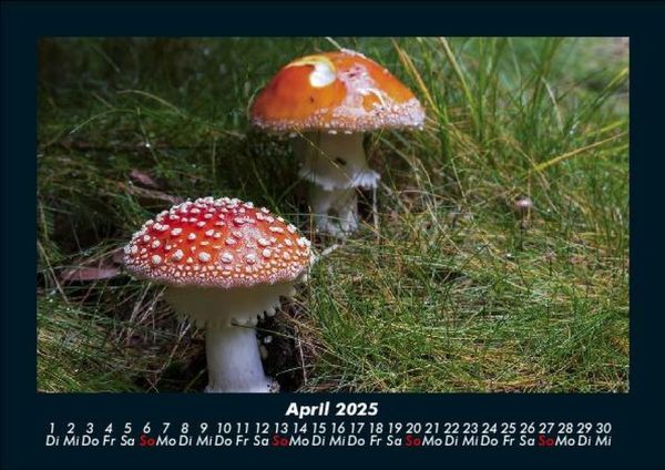 Produktbild: Pilzkalender 2025 Fotokalender DIN A5
