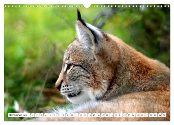 Produktbild: Der Luchs - Der J&auml;ger auf leisen Pfoten (Wandkalender 2026 DIN A3 quer), CALVENDO Monatskalender