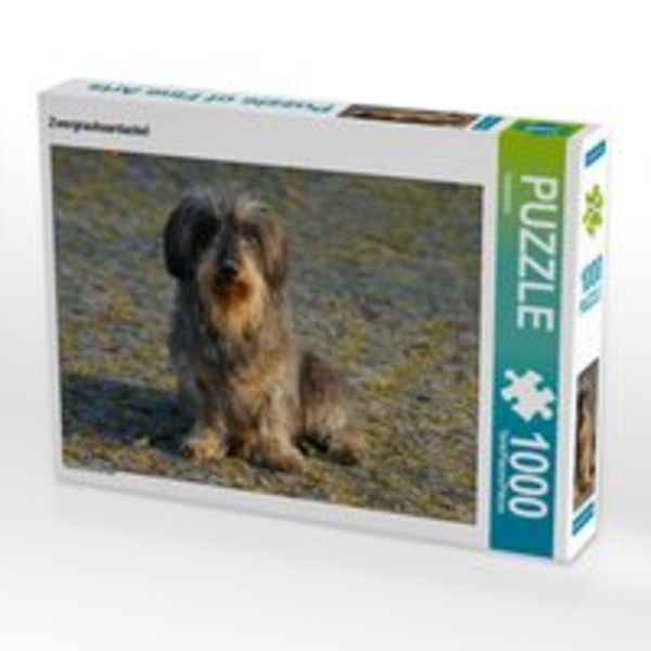 CALVENDO Puzzle Zwergrauhaardackel 1000 Teile Lege-Größe 64 x 48 cm Foto-Puzzle Bild von Kattobello