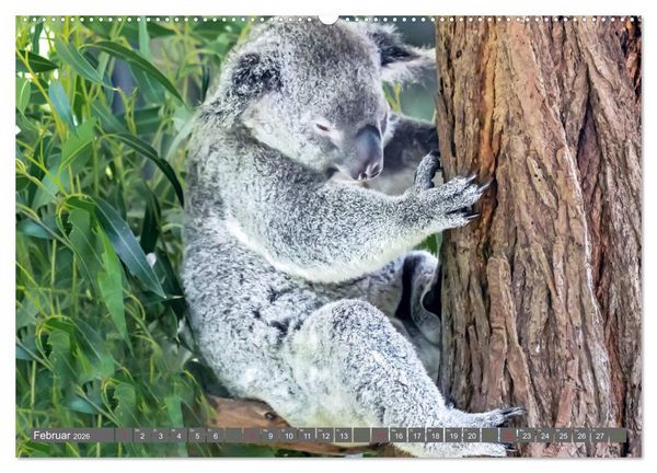 Produktbild: Koalas - Kuscheliges Symbol Australiens (Wandkalender 2026 DIN A2 quer), CALVENDO Monatskalender