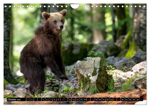 Produktbild: Lautlos in den W&auml;ldern Sloweniens (Wandkalender 2026 DIN A4 quer), CALVENDO Monatskalender
