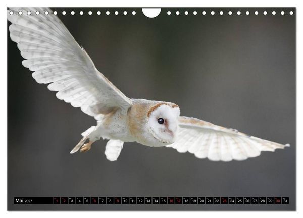 Produktbild: Greifv&ouml;gel und Eulen (Wandkalender 2027 DIN A4 quer), CALVENDO Monatskalender