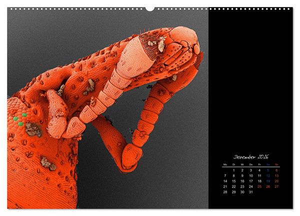 Produktbild: strucTEMs Mikrowelt - Winzige Nachbarn ganz gro&szlig; (hochwertiger Premium Wandkalender 2026 DIN A2 quer), Kunstdruck in Hochglanz