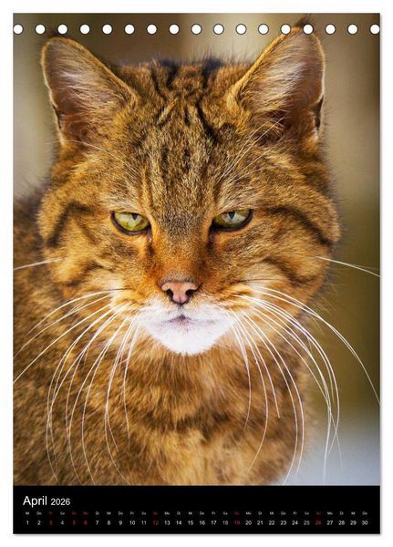 Produktbild: Wildkatzen - scheue J&auml;ger (Tischkalender 2026 DIN A5 hoch), CALVENDO Monatskalender
