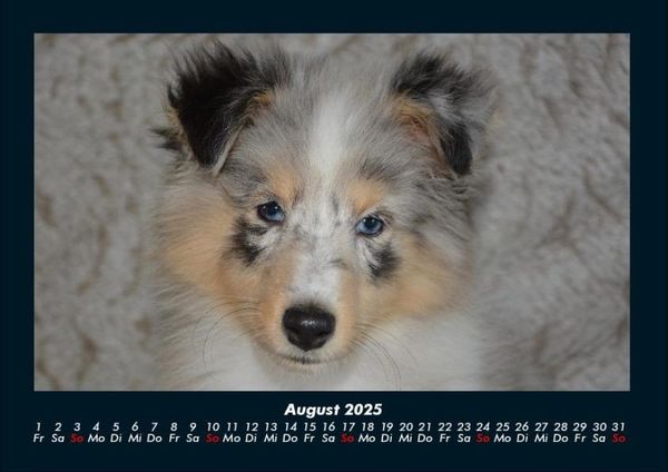 Produktbild: Welpen 2025 Fotokalender DIN A4