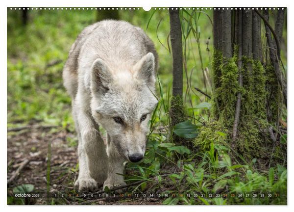 Produktbild: Les p'tits loups gris (Calendrier mural 2026 DIN A2 vertical) calendrier de bureau