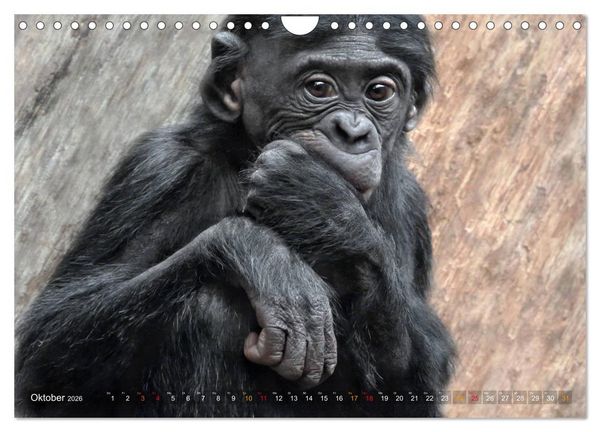 Produktbild: MENSCHENAFFENKINDER 2 (Wandkalender 2026 DIN A4 quer), CALVENDO Monatskalender