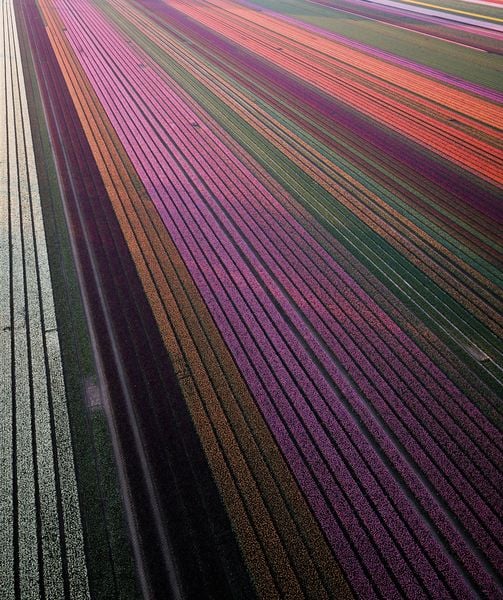 Produktbild: Floramour: Tulips