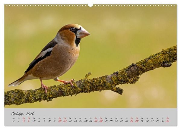 Produktbild: Bunte V&ouml;gel am Futterplatz (Wandkalender 2026 DIN A2 quer), CALVENDO Monatskalender