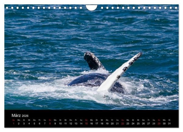 Produktbild: Wale (Wandkalender 2026 DIN A4 quer), CALVENDO Monatskalender