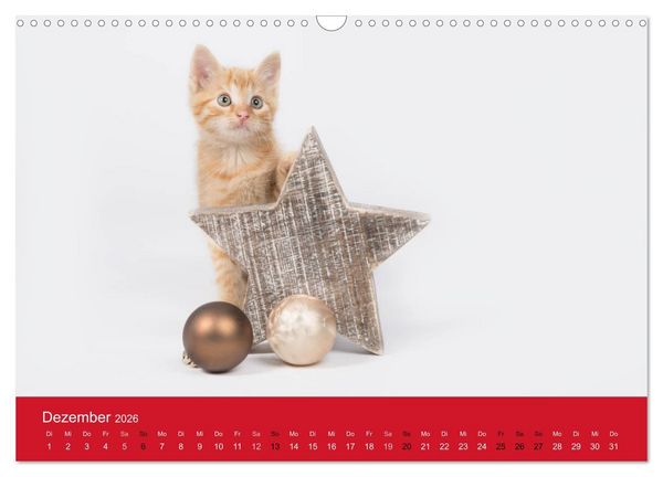 Produktbild: S&uuml;&szlig;e Stubentiger - Katzenkinder (Wandkalender 2026 DIN A3 quer), CALVENDO Monatskalender
