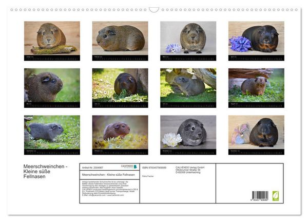 Produktbild: Meerschweinchen - Kleine s&uuml;&szlig;e Fellnasen (Wandkalender 2026 DIN A2 quer), CALVENDO Monatskalender