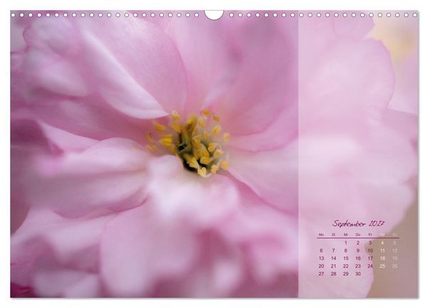 Produktbild: Pretty in Pink - Die Kirschbl&uuml;te (Wandkalender 2027 DIN A3 quer), CALVENDO Monatskalender